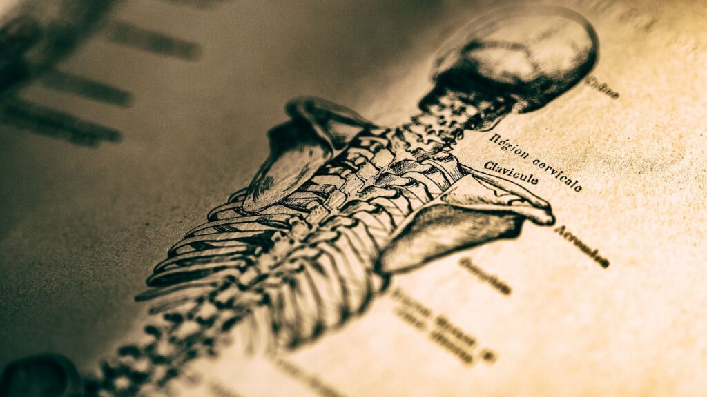 Imagem detalhada de um desenho antigo do esqueleto humano, focando na área do crânio e da coluna vertebral, que pode ser comparada aos dados estruturados que suportam o SEO de um website.